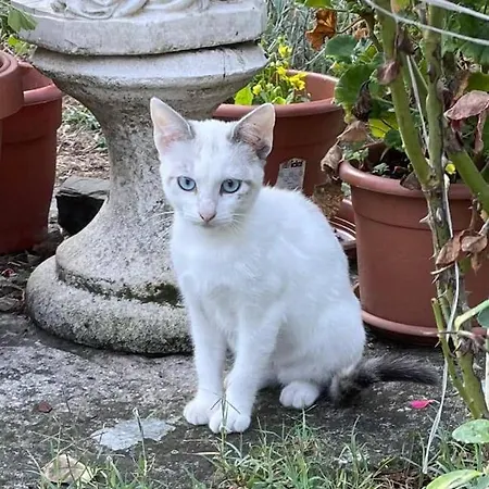 Il Giardino Dei Sogni Montefortino